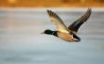 Tapety na plochu - Duck mid flight