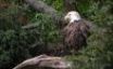 Tapety na plochu - American Bald Eagle