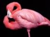 Tapety na plochu - Flamingo posing
