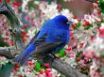 Tapety na plochu - Colorful little bird