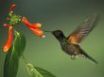 Tapety na plochu - Small hummingbird