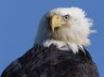 Tapety na plochu - Curious eagle