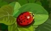 Tapety na plochu - LadyBug