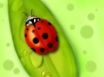 Tapety na plochu - Lady Bug