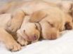 Tapety na plochu - Sleeping puppies