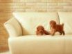 Tapety na plochu - Two puppies on sofa