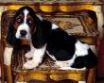 Tapety na plochu - Basset hound puppy