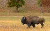 Tapety na plochu - Bison in the field