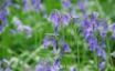 Tapety na plochu - English bluebells