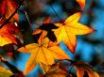 Tapety na plochu - Autumn leaves light