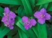 Tapety na plochu - Spiderwort Flowers