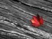 Tapety na plochu - A red leaf