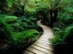 Tapety na plochu - Lush vegetation path