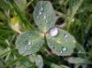 Tapety na plochu - Water drops on clover