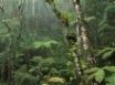 Tapety na plochu - Montane Rainforest