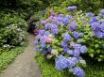 Tapety na plochu - Strafford Hydrangea