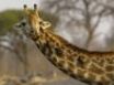 Tapety na plochu - Nosey giraffe