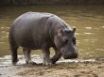 Tapety na plochu - Hippo in Africa